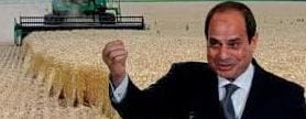 الكاتب الصحفى حامد المحلاوى يكتب لكم: كدنا نصدق أننا خارج نطاق حزام القمح العالمي حتى جاء السيسي ليبطل هذا الادعاء