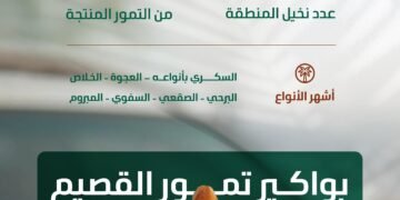 البيئة: موسم جني بواكير التمور بالقصيم يعزز الحراك الاقتصادي بالمملكة بإنتاج يتجاوز (390) ألف طن